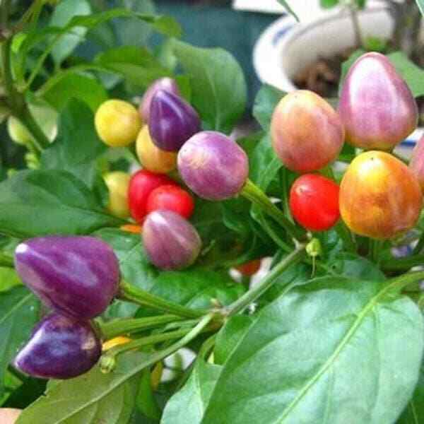 20 Rainbow Heirloom hot pepper Christmas light plant seeds flowers rare colorful