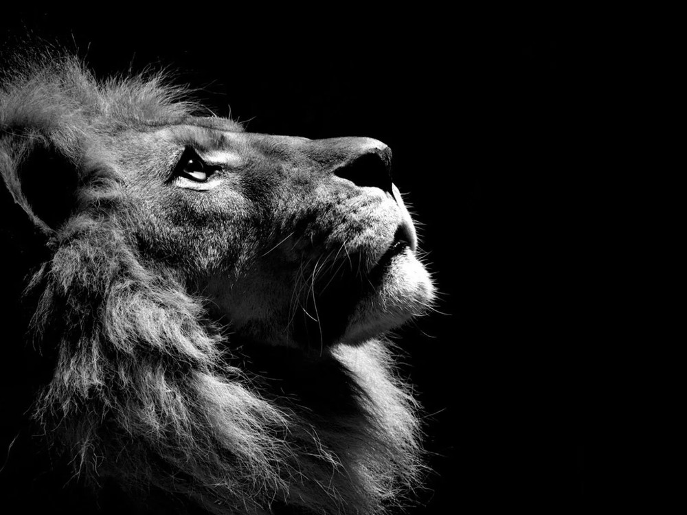 Lion Black And White 4x6 Picture Celebrity Print