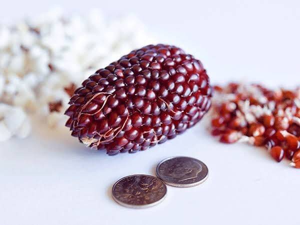 20 Strawberry Popcorn, kernels, Seeds Plants Garden Planting Colorful Rare Bons