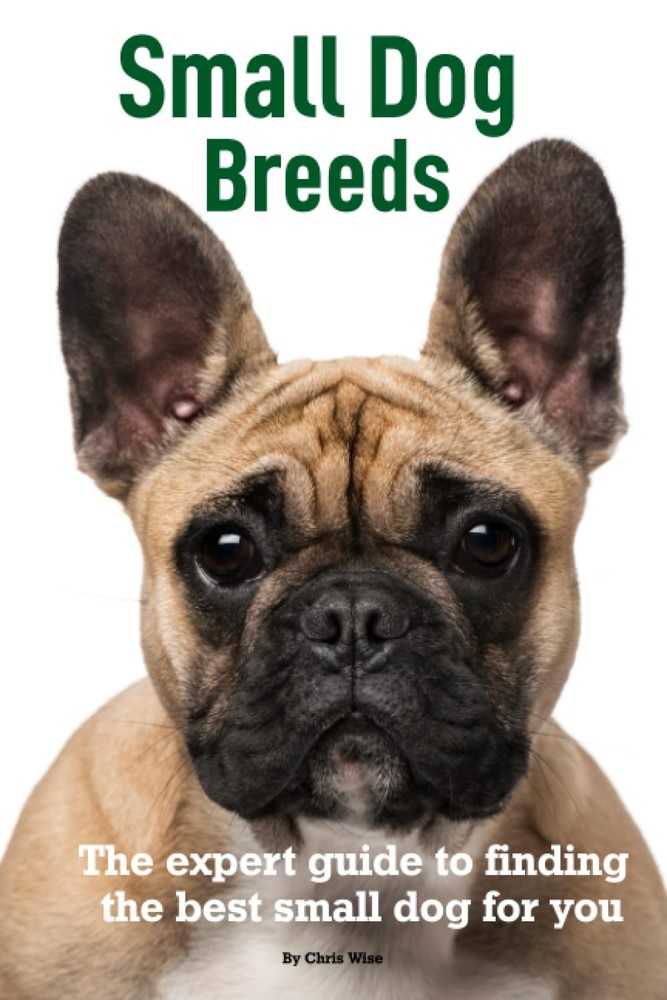 Small Dog Breeds: Expert Help to Find The Best Small Dog for You
