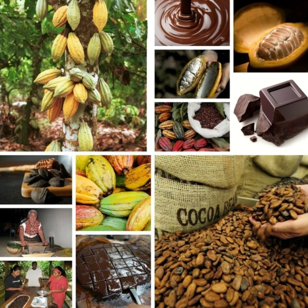 40+ Cocoa Seeds Theobroma Cacao for Planting - Organic Chocolate Tree Seeds