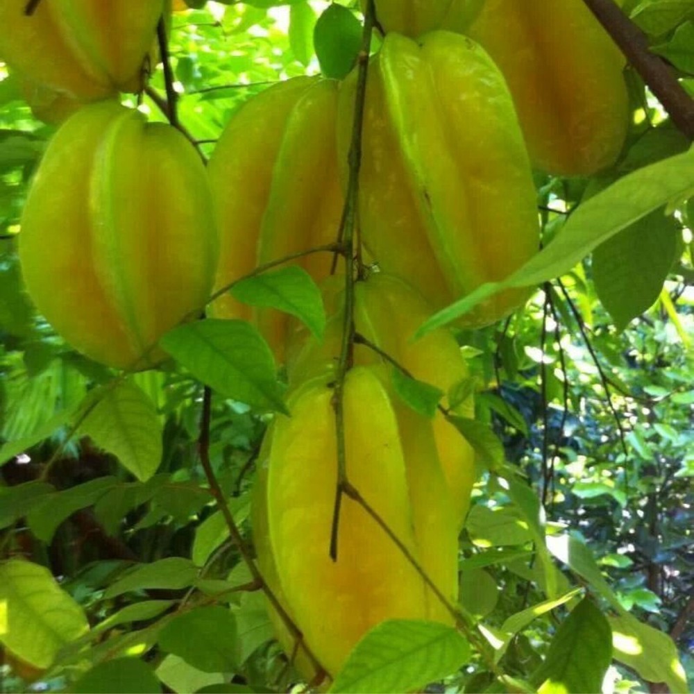 Organic NON-GMO Star Fruit Seeds Averrhoa Carambola Sweet Dried Belimbing Exotic