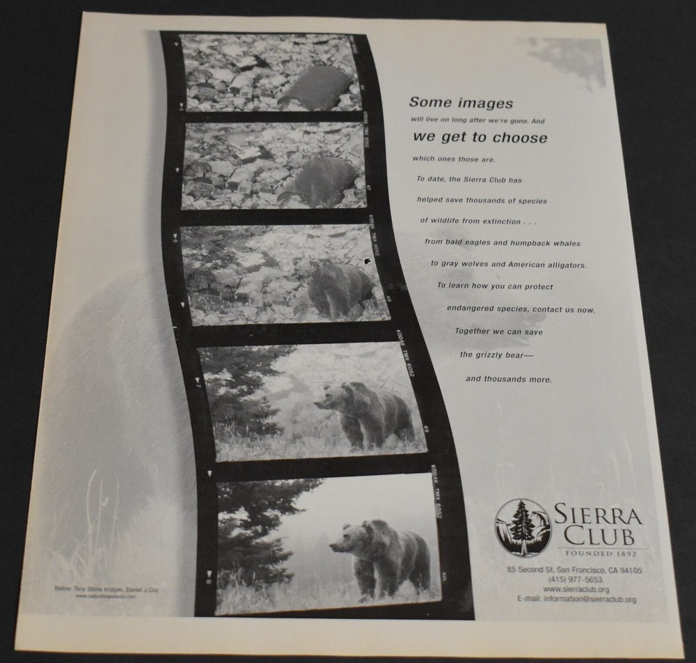 Vintage 2000 Sierra Club Grizzly Bear Print Ad San Francisco Nature Art-image