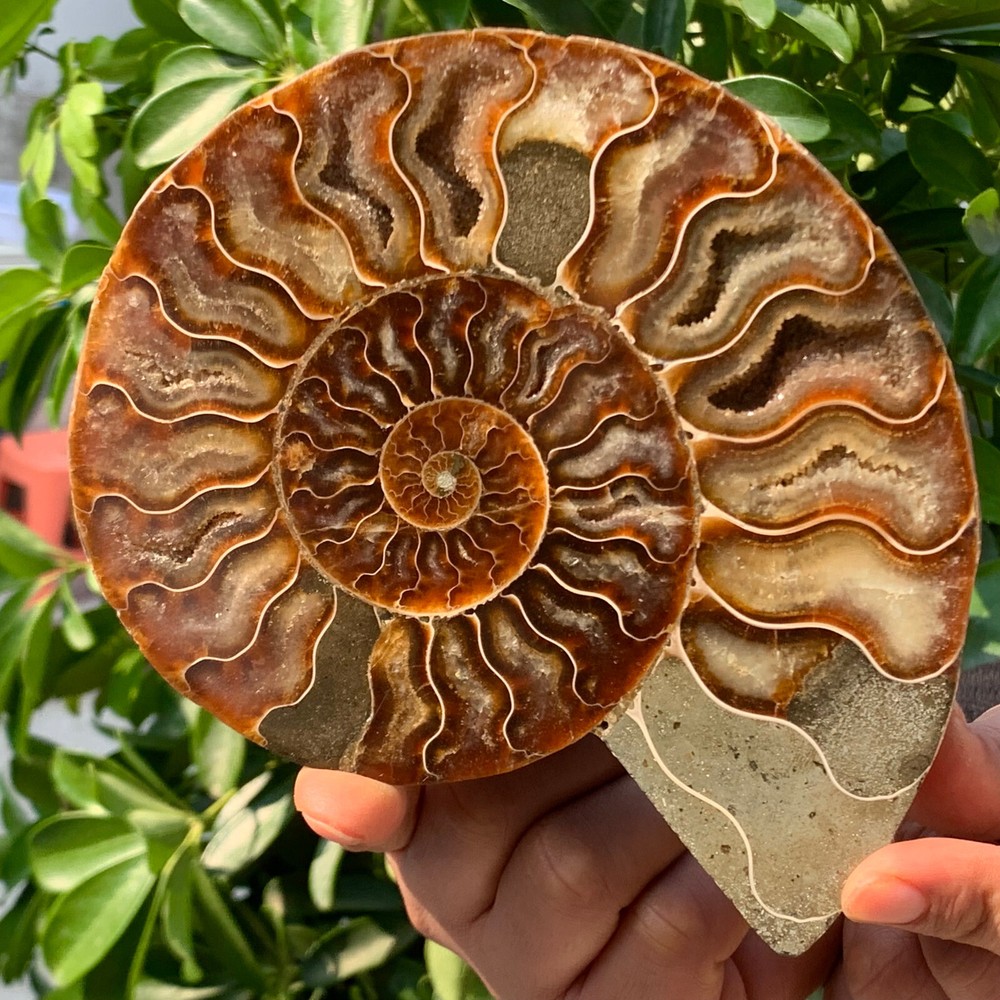 1.11LB Rare! Natural Tentacle Ammonite FossilSpecimen Shell Healing Madagas