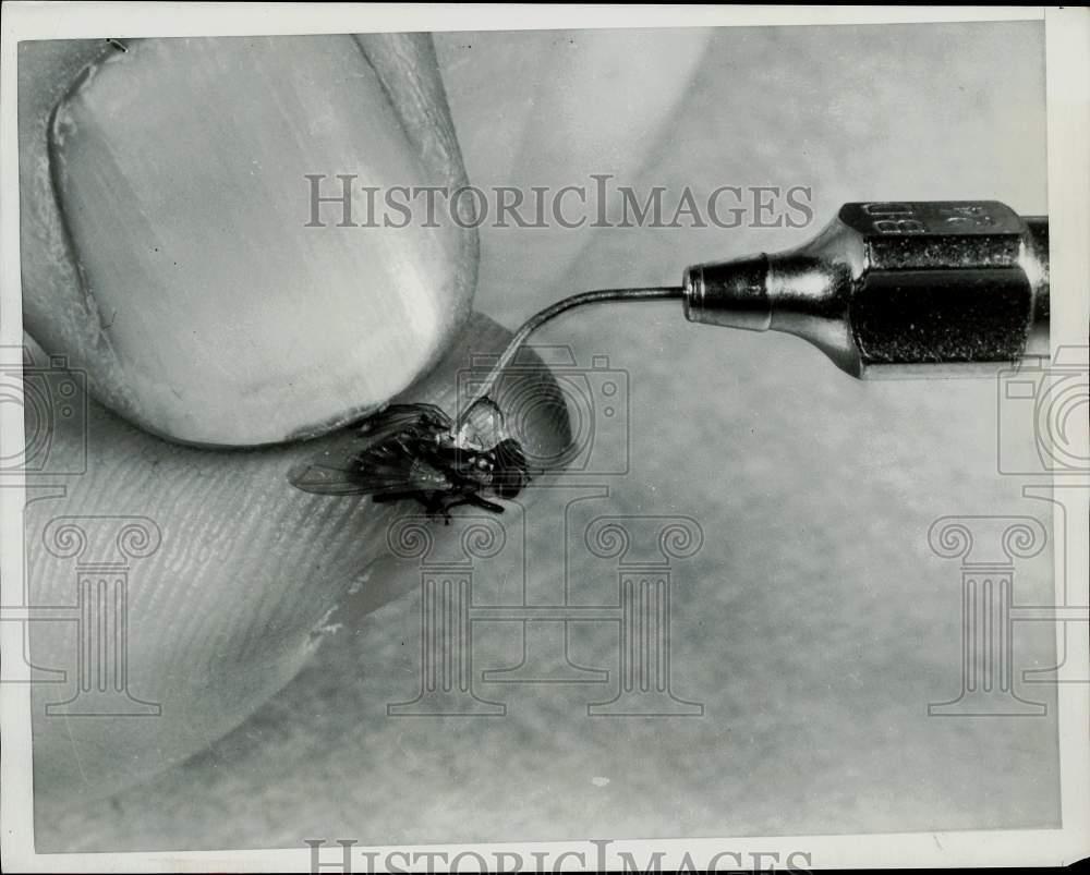 1951 Press Photo Man putting insecticide on back of a fly - afa05219