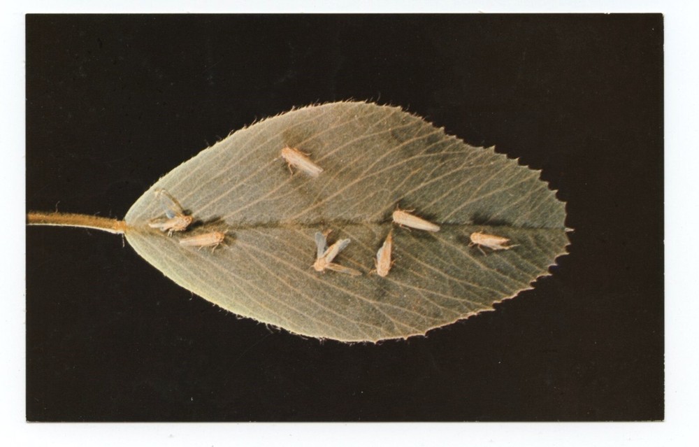 Potato Insects Sevin Insecticide Business Advertising Postcard