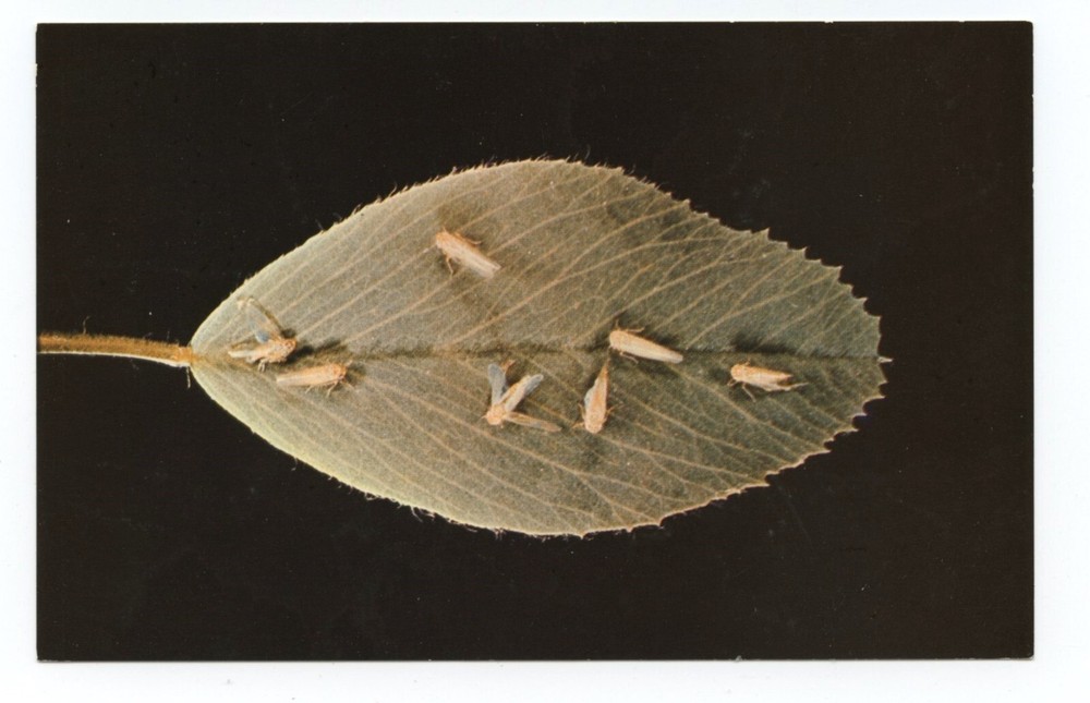 Potato Insects Sevin Insecticide Business Advertising Postcard