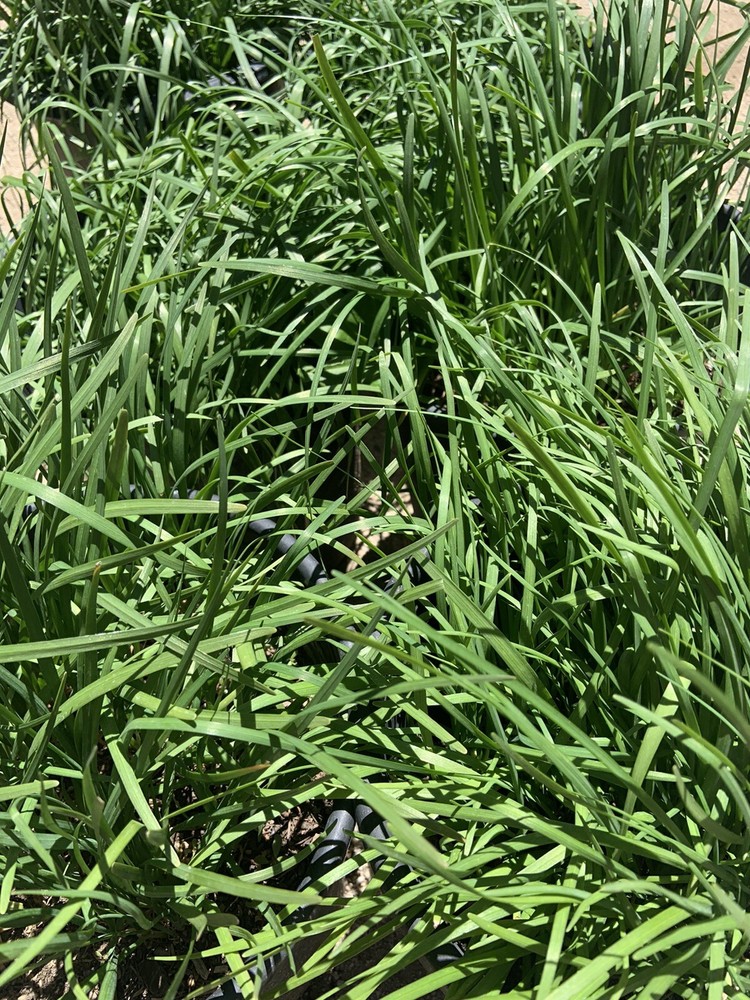 Garlic Chives 韭菜根 40 Live Plant Bare Root Hardy Perennial Herb Organic NON-GMO