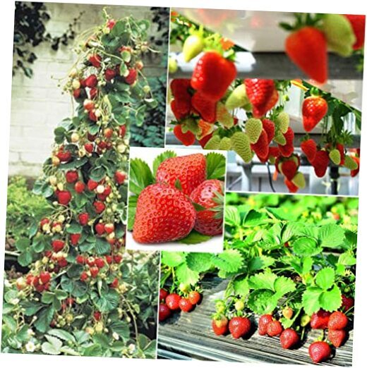 250+ Red Climbing Strawberry Seeds Everbearing Fruit Plant Home Garden Sweet