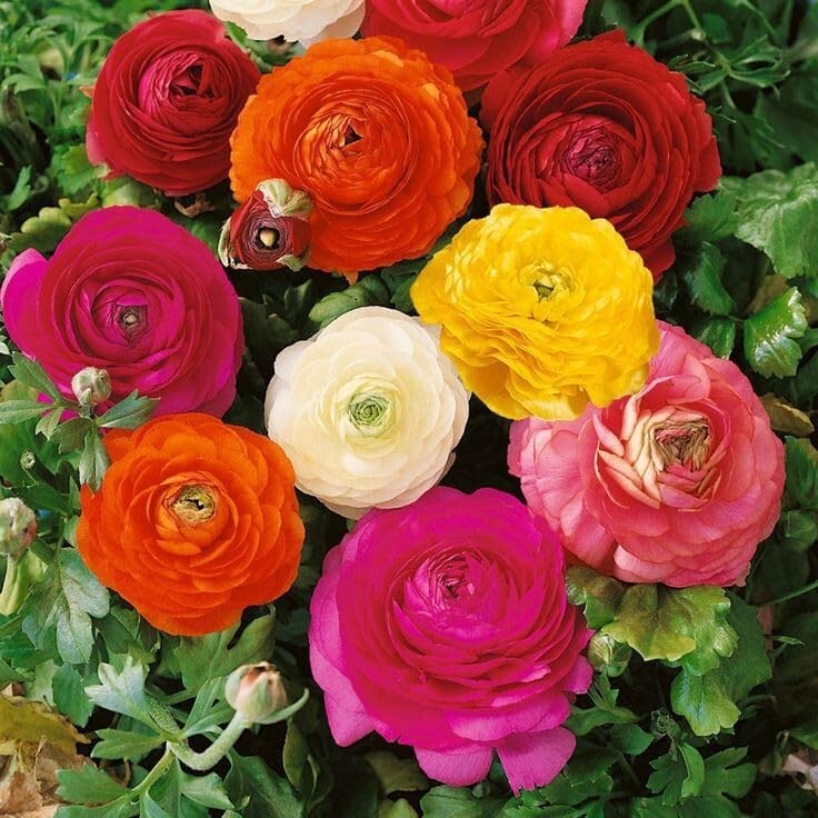 Ranunculus Mix Color Double Vearty Flowers Bulbs For Garden ( Pack of 3 Bulbs )