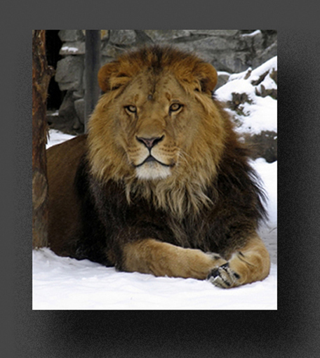 CHRONICLES OF NARNIA  Old Time Radio Shows - MP3 CD +FREE OFFER OTR