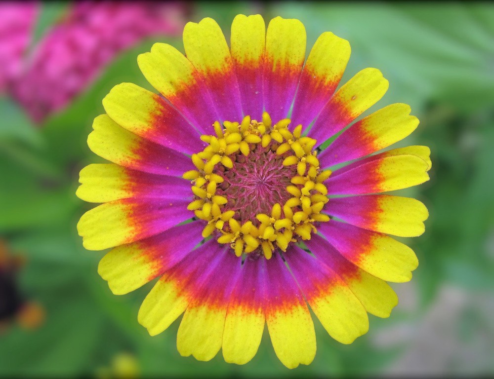 100+ Painted Mix Daisy Seeds | Colorful Rings Rainbow Paper Wild Flower Seed 20