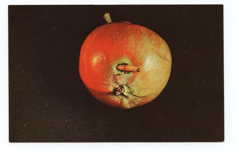 Codling Moth Larvae in Apple Sevin Insecticide Business Advertising Postcard