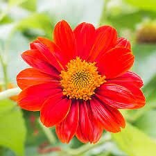 20 Mexican Pink Sunflower Seeds Plants Garden Planting Colorful Rare organic