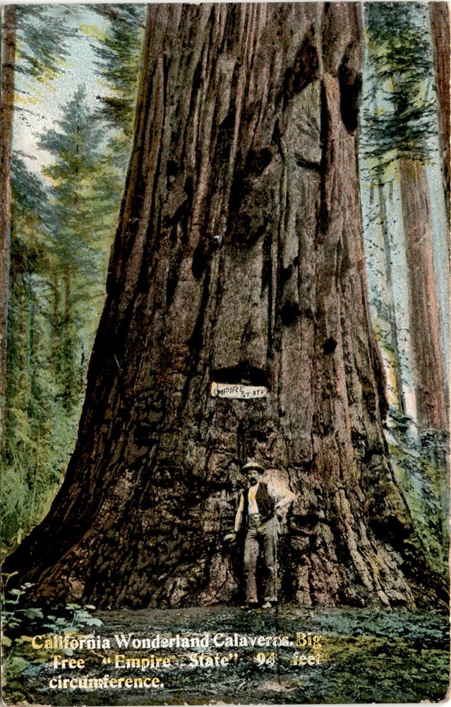 Empire State, California Wonderland, Calaveras, Los Angeles, Norman Postcard