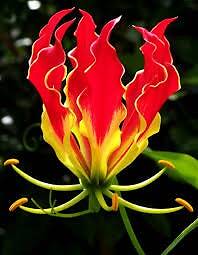 20 Flame Lily garden flower seeds for spring summer Gold Red colorful fast grow