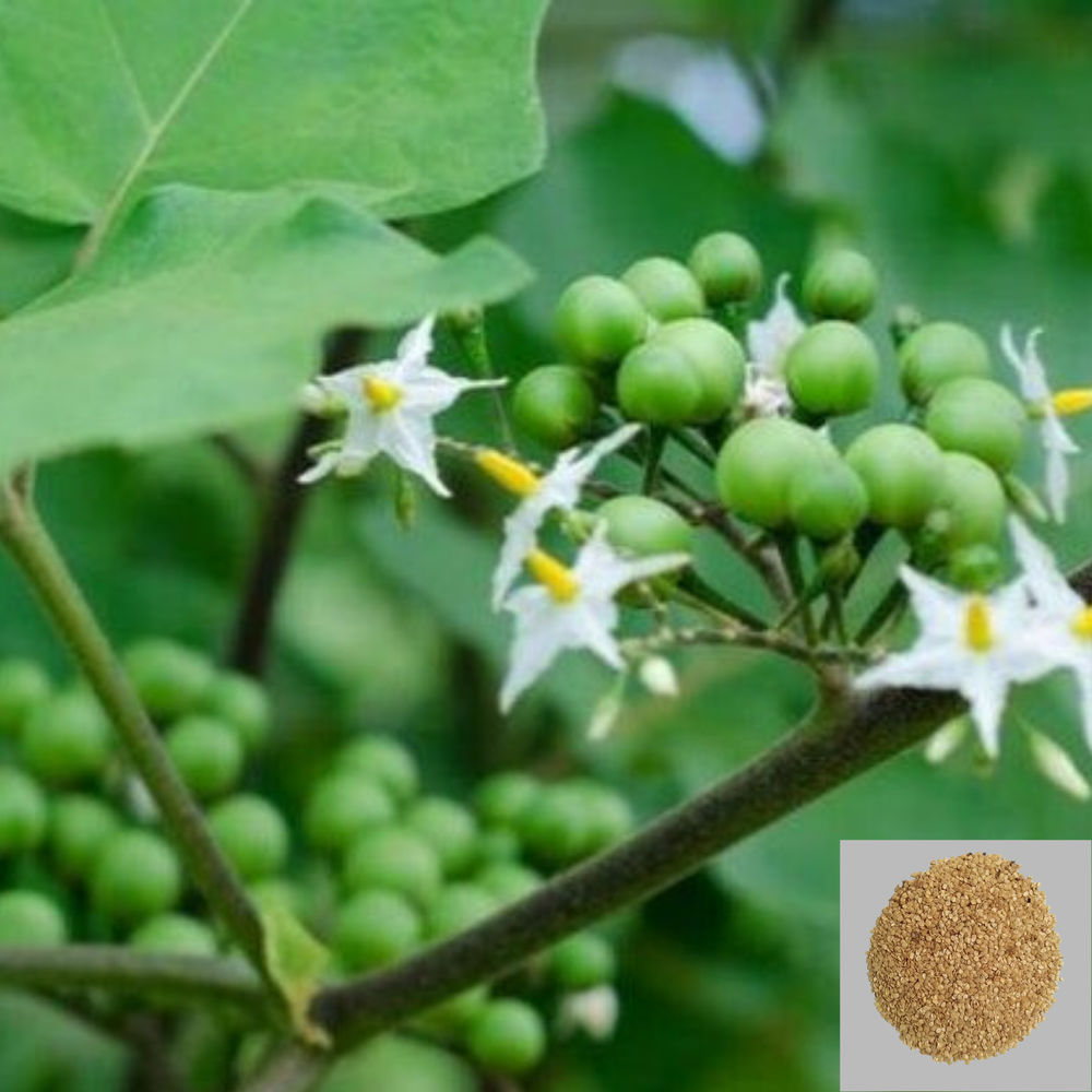 700+ Turkey Berry Pea Eggplant Seeds Dried Thornless Torvum NON-GMO For Planting