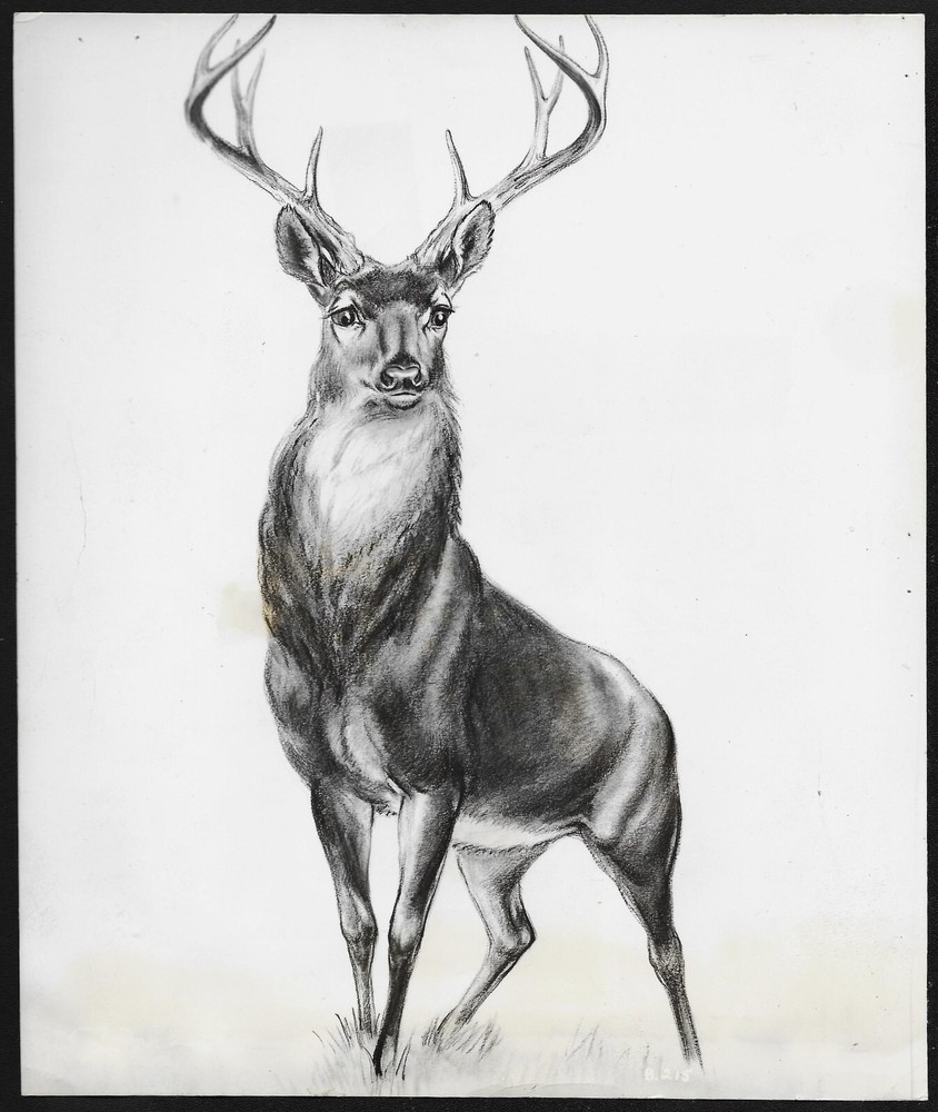 Disney Animation Bambi Original 1942 First Release Promo Photo